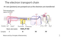 Fatty Acid Catabolism (Oxidation)