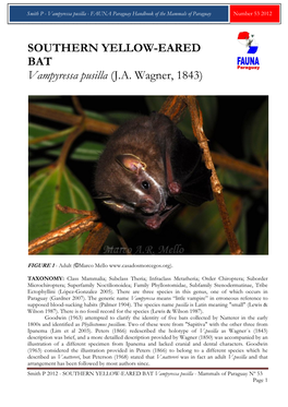 SOUTHERN YELLOW-EARED BAT Vampyressa Pusilla (J.A