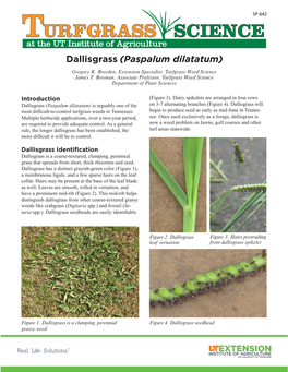 Dallisgrass (Paspalum Dilatatum) Is Arguably One of the on 3-7 Alternating Branches (Figure 4)