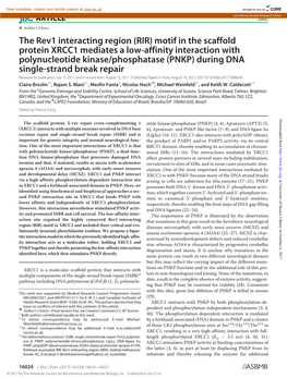 (RIR) Motif in the Scaffold Protein XRCC1 Mediates a Low-Affinity