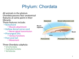 Phylum: Chordata