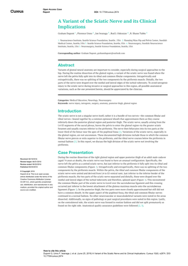 A Variant of the Sciatic Nerve and Its Clinical Implications