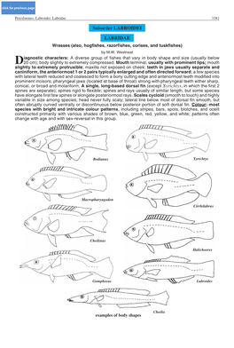 Suborder LABROIDEI LABRIDAE