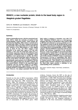 BN46/51, a New Nucleolar Protein, Binds to the Basal Body Region in Naegleria Gruberi Flagellates