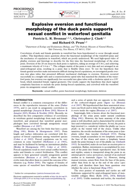 Explosive Eversion and Functional Morphology of the Duck Penis Supports Sexual Conﬂict in Waterfowl Genitalia Patricia L