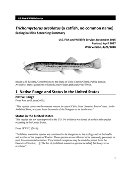 Trichomycterus Areolatus (A Catfish, No Common Name) Ecological Risk Screening Summary