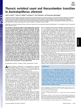 Thoracic Vertebral Count and Thoracolumbar Transition in Australopithecus Afarensis