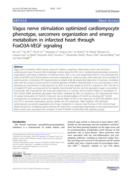 Vagus Nerve Stimulation Optimized Cardiomyocyte Phenotype