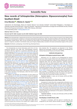 Heteroptera: Dipsocoromorpha) from Southern Brazil Irina Morales1 , Nikolas G