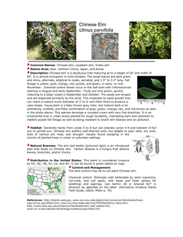 Chinese Elm Ulmus Parvifolia