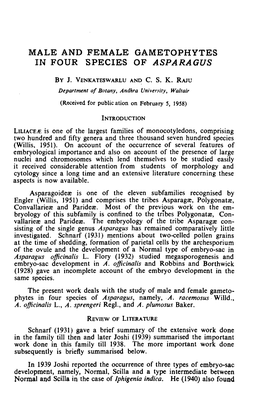 Male and Female Gametophytes in Four Species of Asparagus