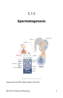 5.7.5 Spermatogenesis