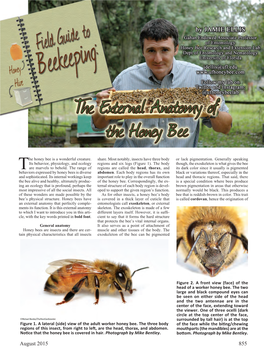 The External Anatomy of a Honey
