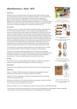 Rhombonotus L. Koch, 1879