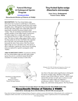 Tiny-Fruited Spike-Sedge, Eleocharis Microcarpa