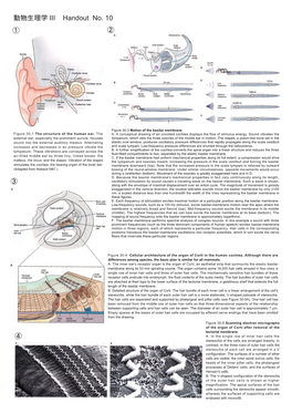 Handout(動物生理学 III） 07