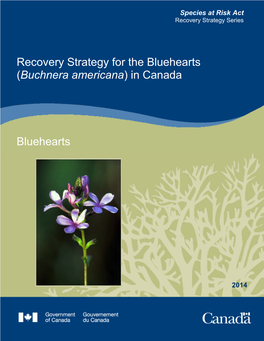 Bluehearts (Buchnera Americana) in Canada