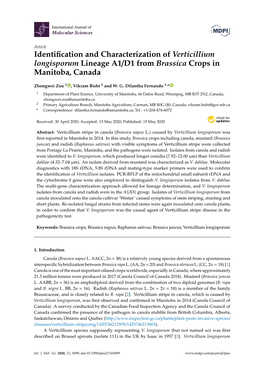 Identification and Characterization of Verticillium Longisporum Lineage