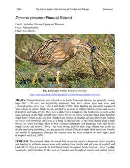 Botaurus Pinnatus (Pinnated Bittern)