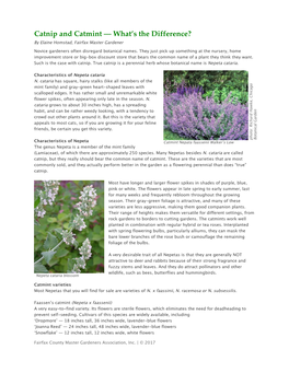 Catnip and Catmint — What’S the Difference? by Elaine Homstad, Fairfax Master Gardener