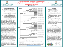 Assessing Biodiversity in Sea Turtles Using COI Sequence Data