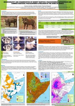 Phacochoerus Aethiopicus and Common Warthog Phacochoerus Africanus in the Horn of Africa