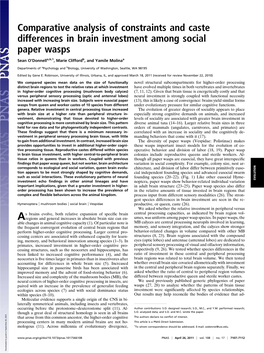 Comparative Analysis of Constraints and Caste Differences in Brain Investment Among Social Paper Wasps