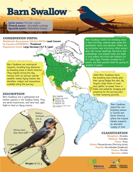 Barn Swallow