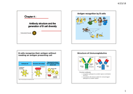 Antibody Structure and the Generation of B-Cell Diversity (Chapter 4)