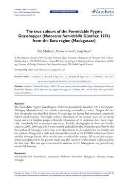 ﻿The True Colours of the Formidable Pygmy Grasshopper (Notocerus Formidabilis Günther, 1974) from the Sava Region (Madagascar
