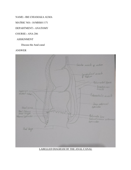 ANA 206 ASSIGNMENT Discuss the Anal Canal ANSWER