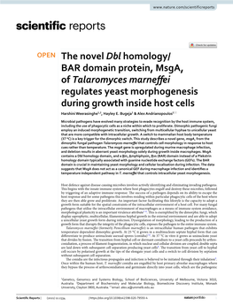 The Novel Dbl Homology/BAR Domain Protein, Msga, of Talaromyces Marneffei Regulates Yeast Morphogenesis During Growth Inside