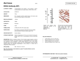 A1056-EDG4 Antibody (NT)