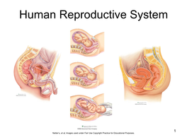 Human Reproductive System