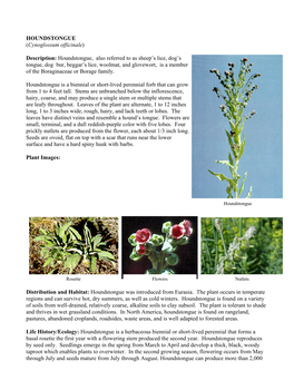 HOUNDSTONGUE (Cynoglossum Officinale) Description