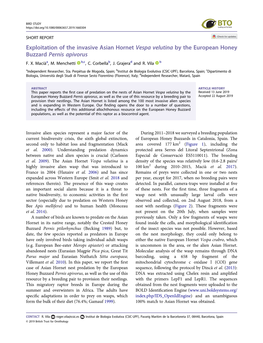 Exploitation of the Invasive Asian Hornet Vespa Velutina by the European Honey Buzzard Pernis Apivorus