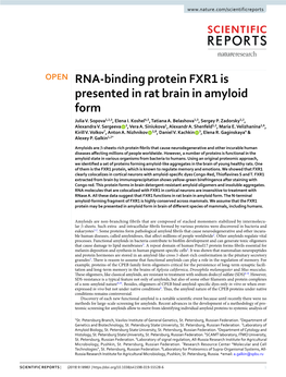 RNA-Binding Protein FXR1 Is Presented in Rat Brain in Amyloid Form Julia V