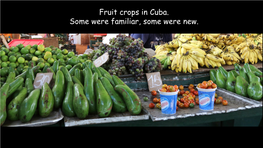 Fruit Crops in Cuba. Some Were Familiar, Some Were New. Guava