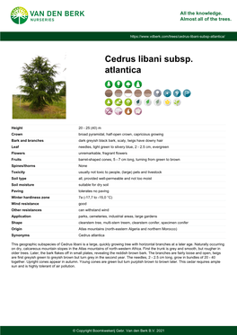 Cedrus Libani Subsp. Atlantica