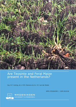Are Teosinte and Feral Maize Present in the Netherlands?