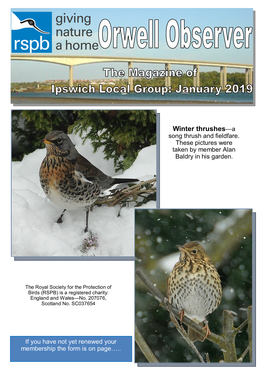 Winter Thrushes—A Song Thrush and Fieldfare