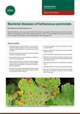 Bacterial Diseases of Herbaceous Perennials