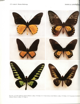 Borneo Birdwings TROPICAL LEPIDOPTF.Rj