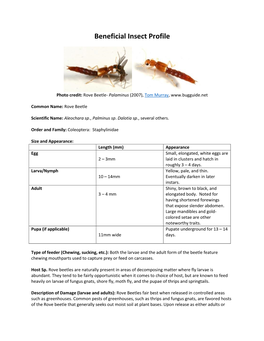 Rove Beetle- Palaminus (2007), Tom Murray