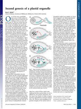 Second Genesis of a Plastid Organelle