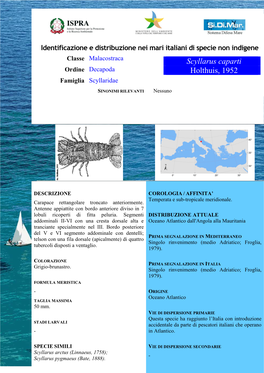 Scyllarus Caparti Ordine Decapoda Holthuis, 1952 Famiglia Scyllaridae