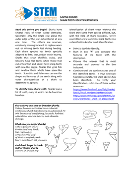 Saving Sharks Shark Tooth Identification Key