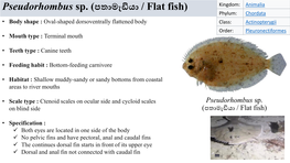 Pseudorhombus Sp. (පතාමැඩියා / Flat Fish)