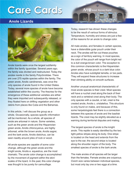 Anole Lizards