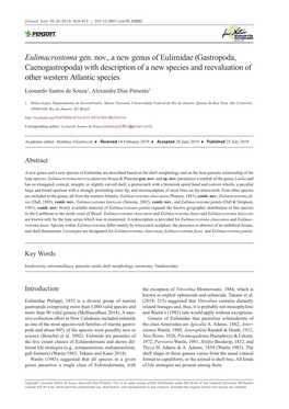 ﻿Eulimacrostoma Gen. Nov., a New Genus Of